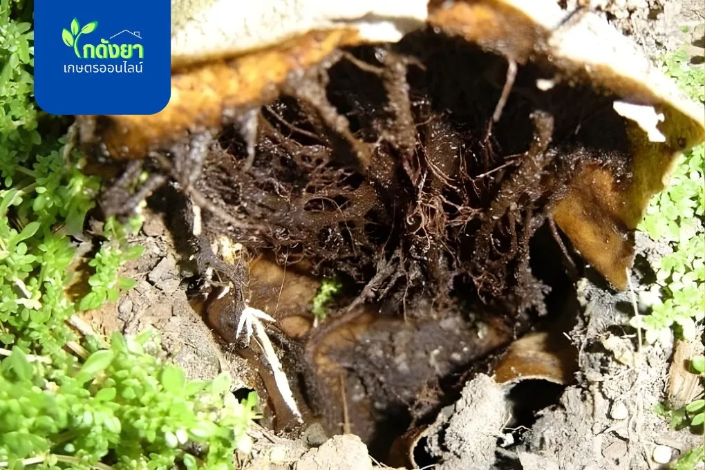 เฮกซะโคนาโซล