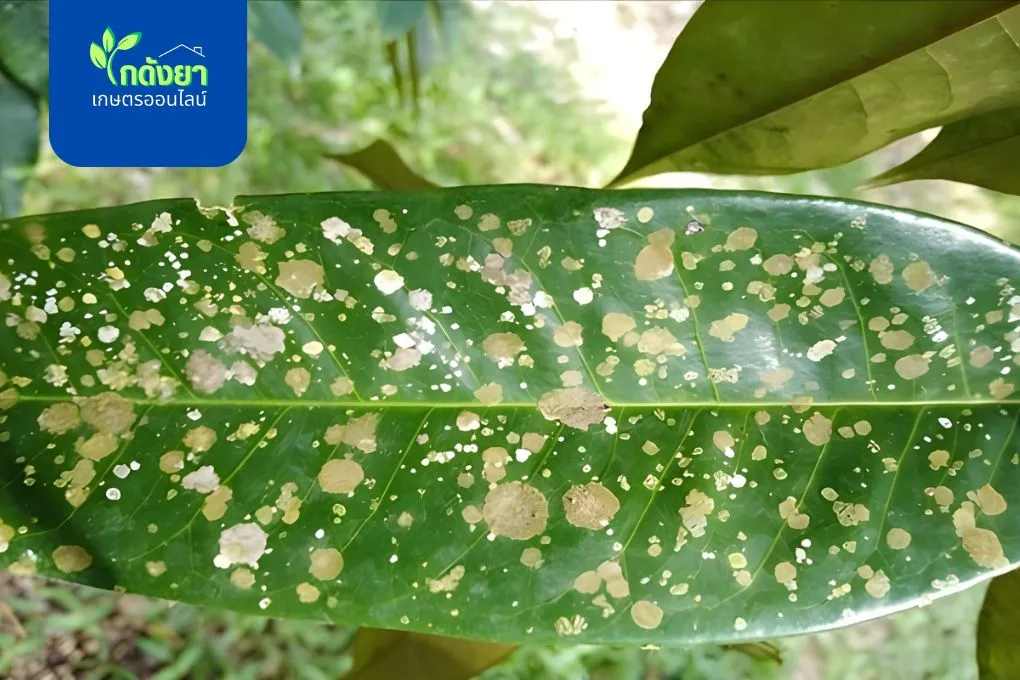 เฮกซะโคนาโซล