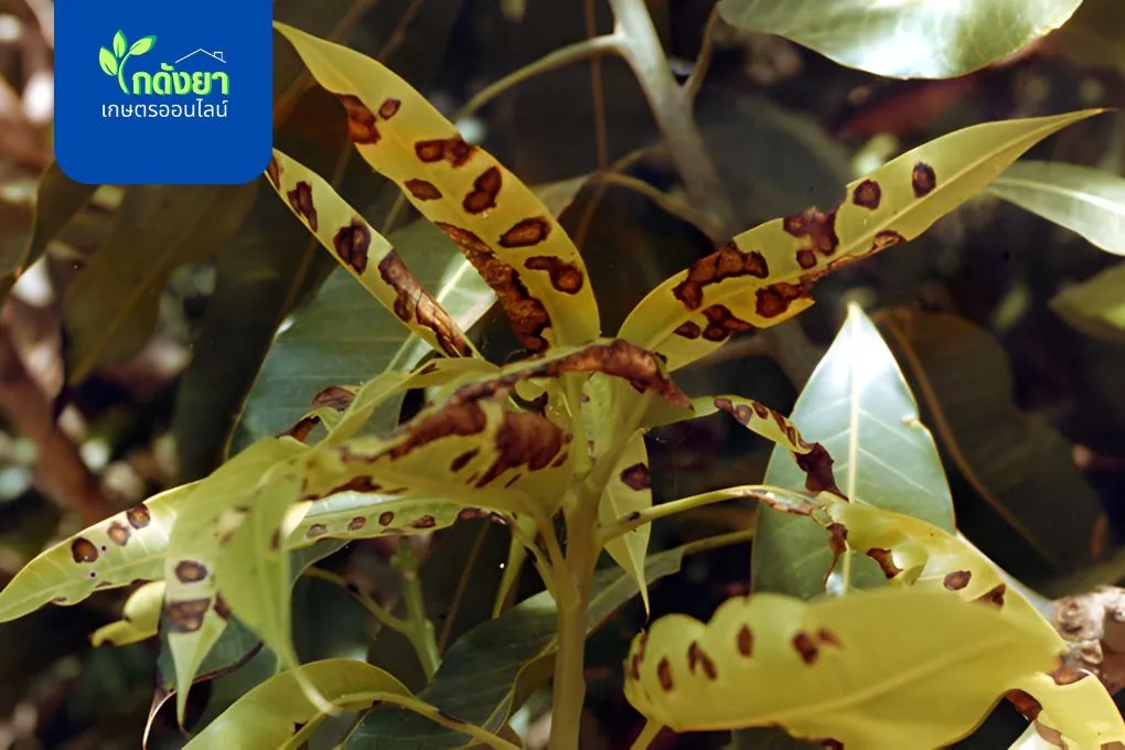 โรคแอนแทรคโนส