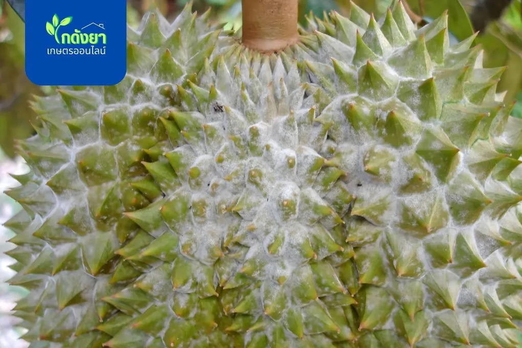 โรคราแป้ง