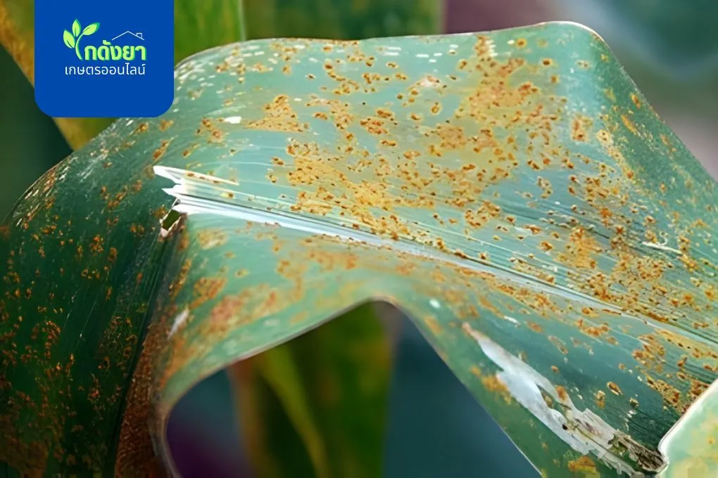 โรคราสนิม