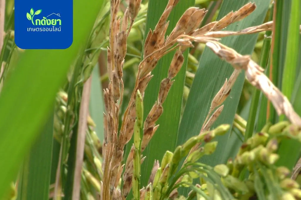 ราน้ำค้าง