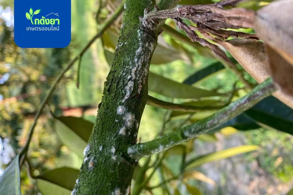 โรคกิ่งแห้ง