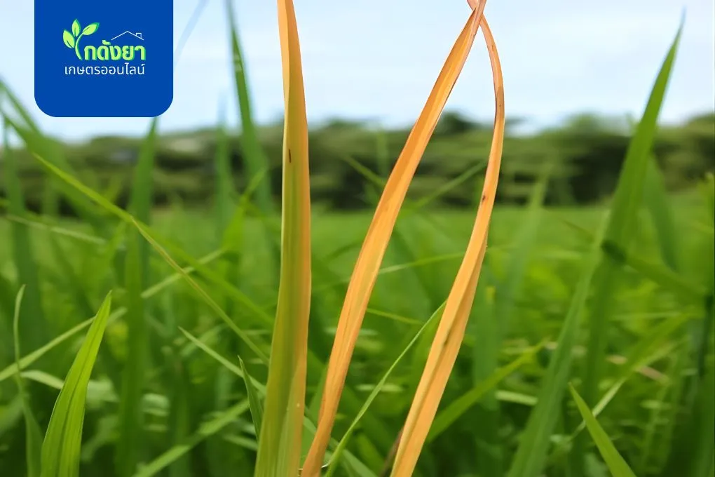 โรคใบสีส้ม