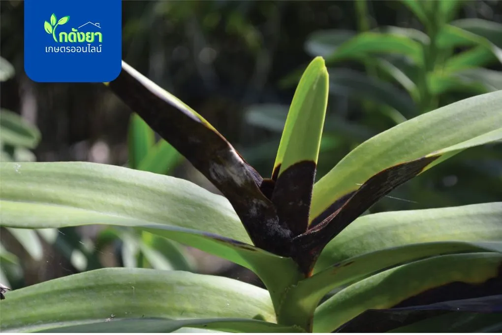 โรคเน่าดำ