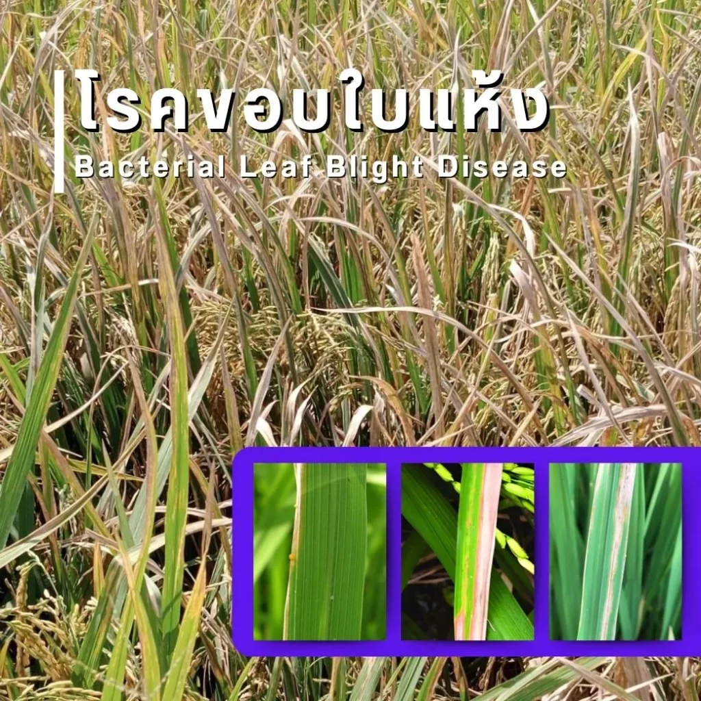 โรคขอบใบแห้ง