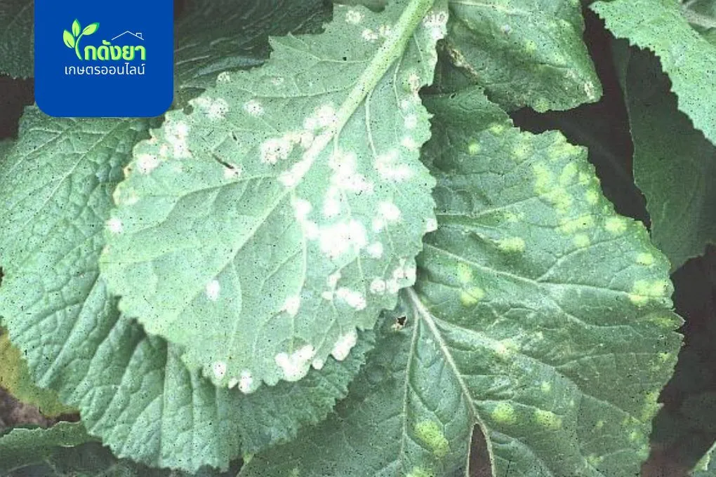 โรคราสนิมขาว