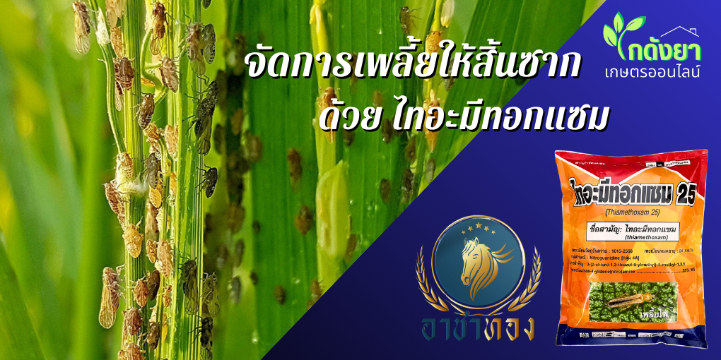 เพลี้ยกระโดด
