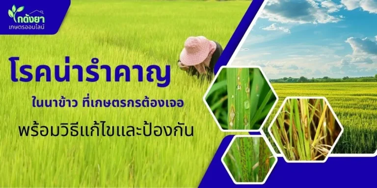 โรคข้าว